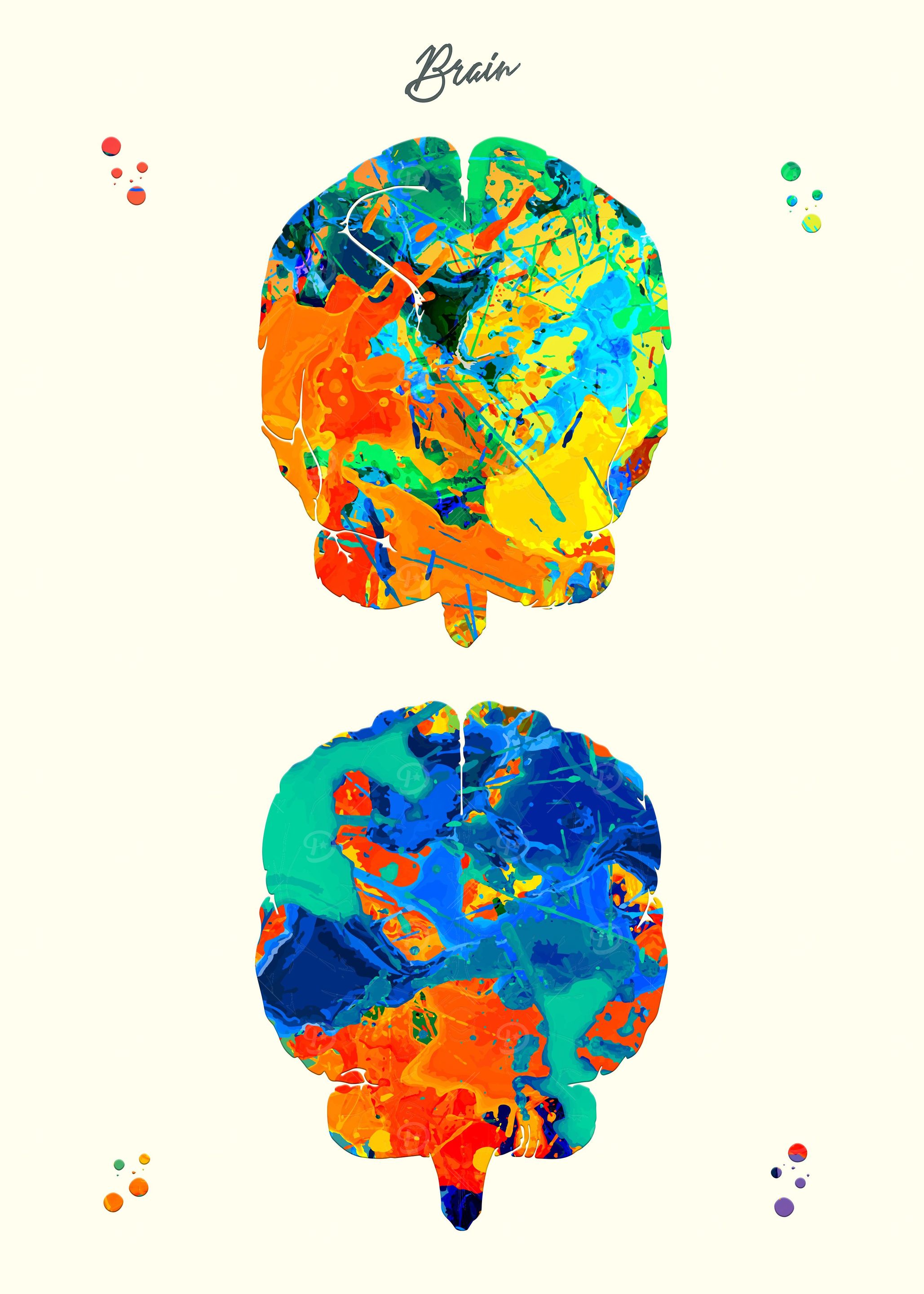 Brain