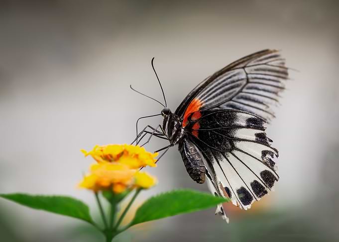 Phoenix Butterfly