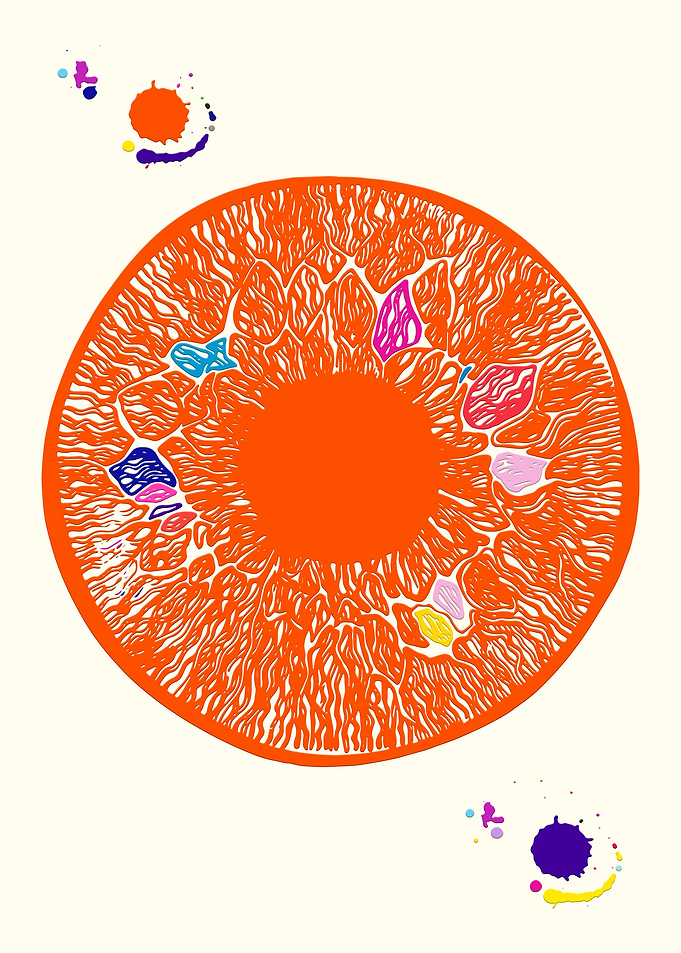 Eye Anatomy