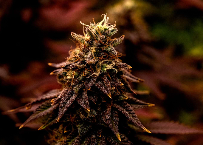 Weed