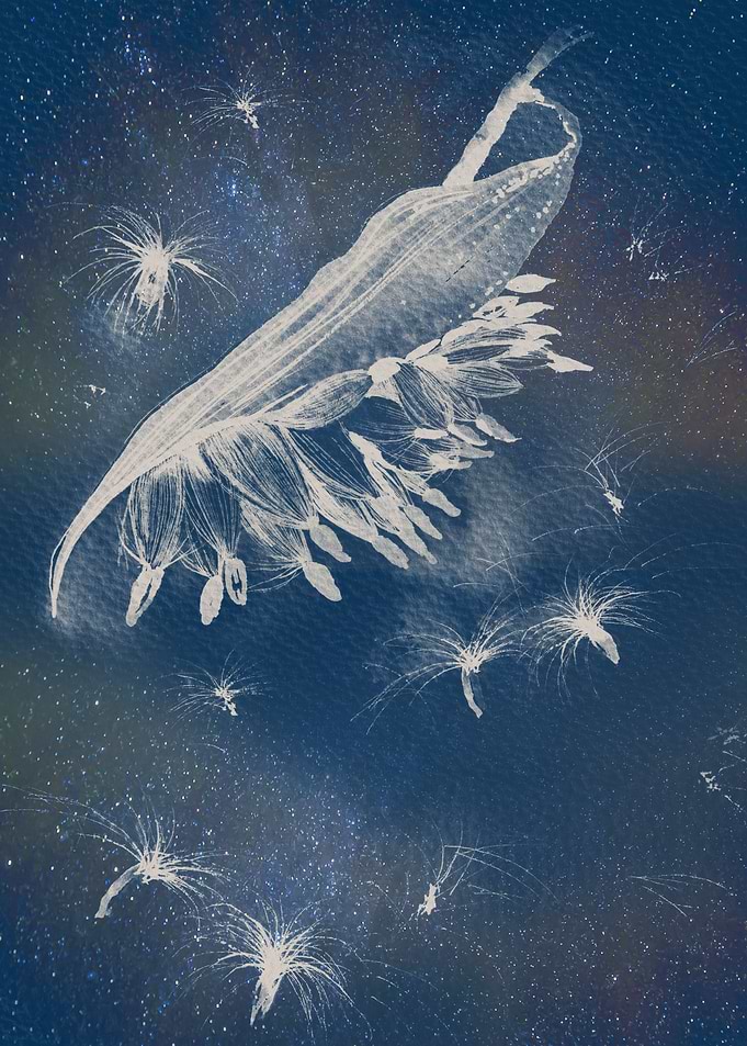 Star seeds
