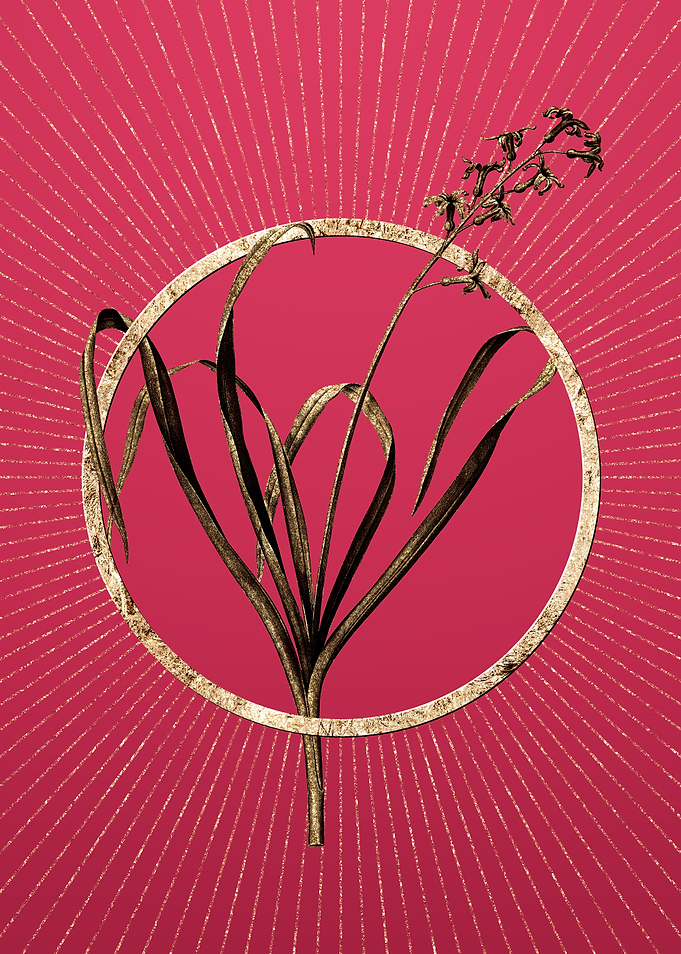 Dutch Hyacinth on Magenta