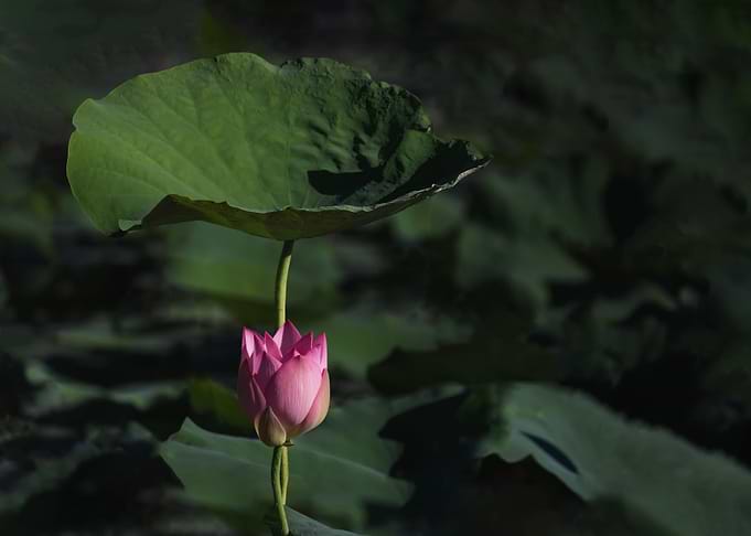 lotus