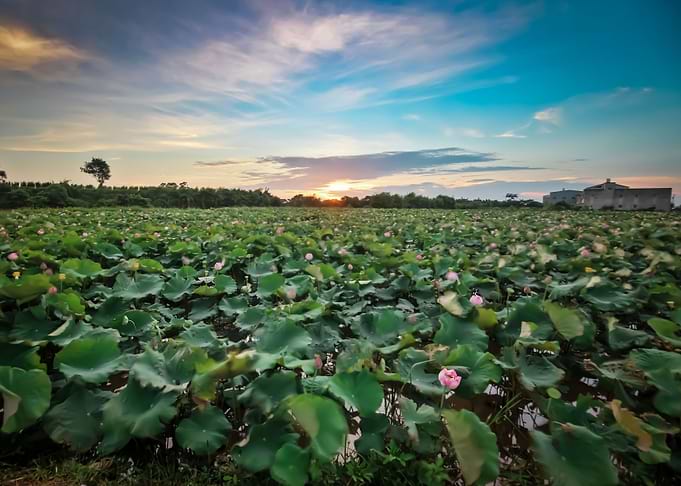 Sunset lotus field
