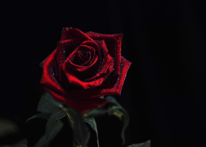Black red rose with drops