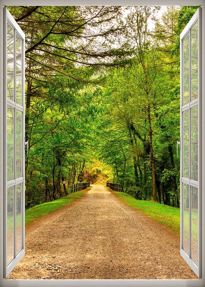 Window view road forest