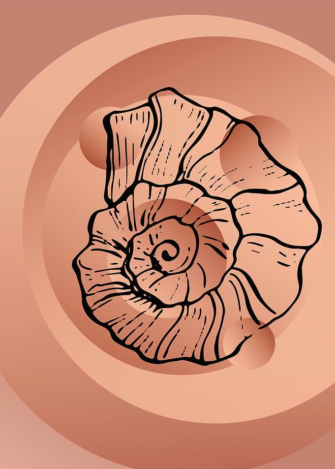 Sea shell