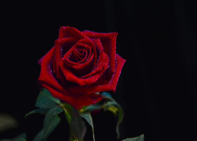 Bright red rose with drops
