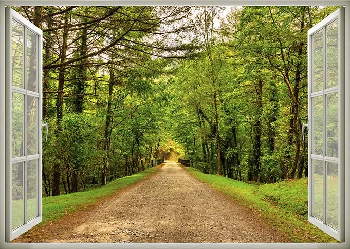 Window view road forest