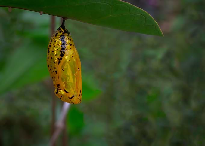 Butterfly Chrysalis