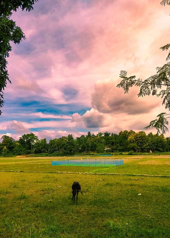 Nature Photography