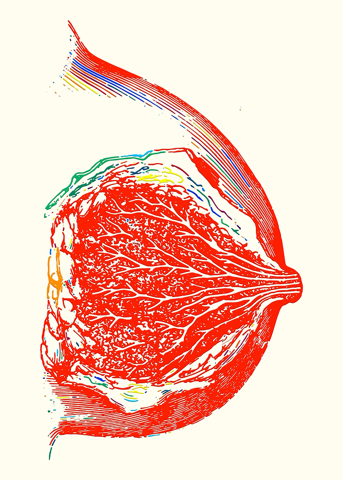 Breast Anatomy