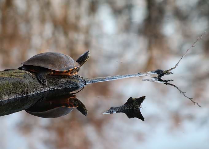 The Turtle