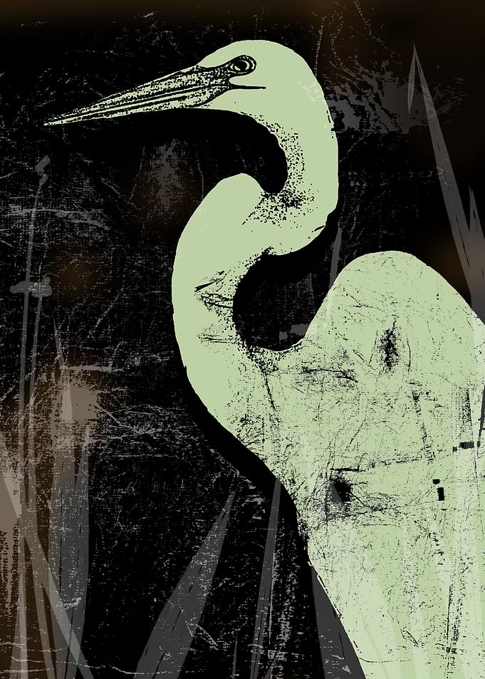 Great egret