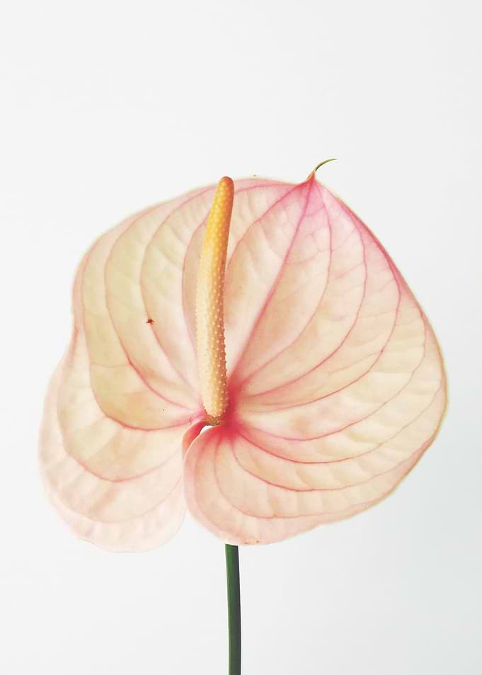 Calla Lily II