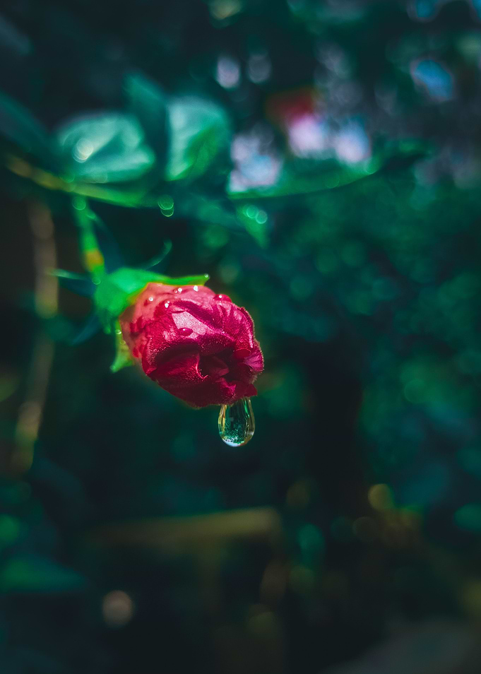 Flower Photography poster