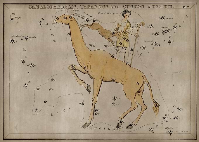 Camelopardalis Tarandus