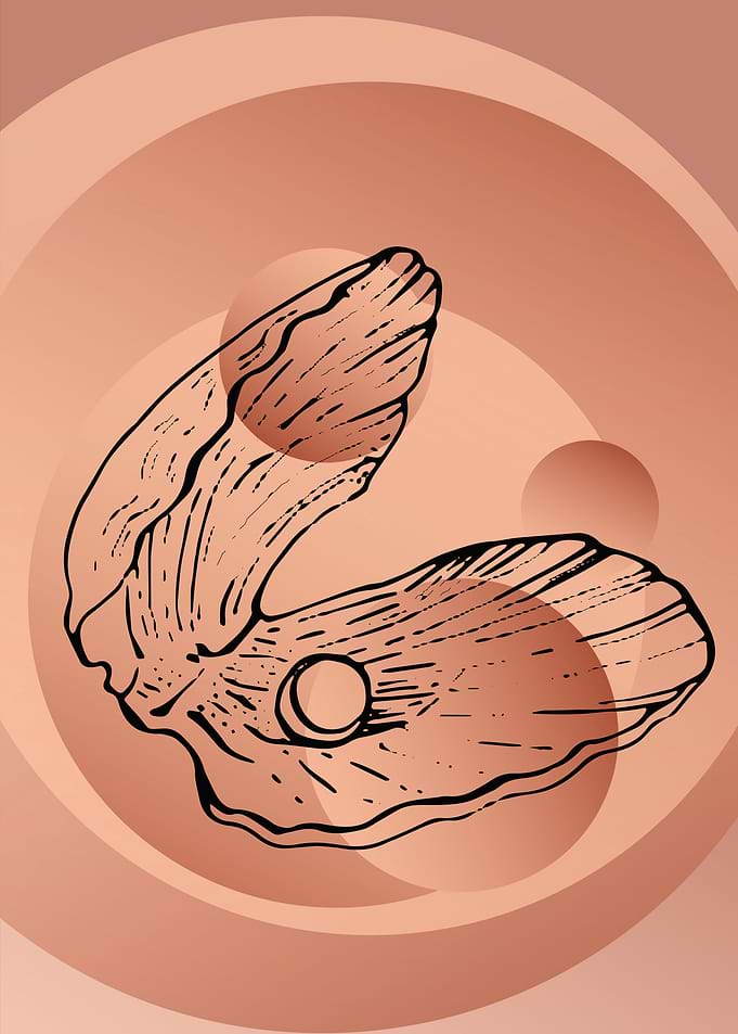 Sea shell