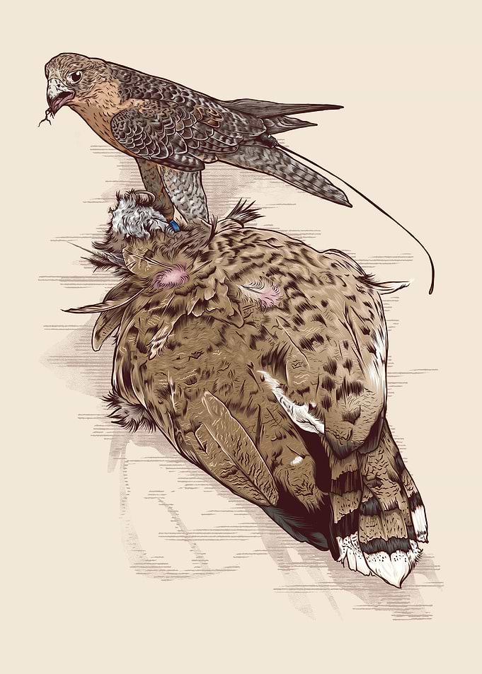 Falconry