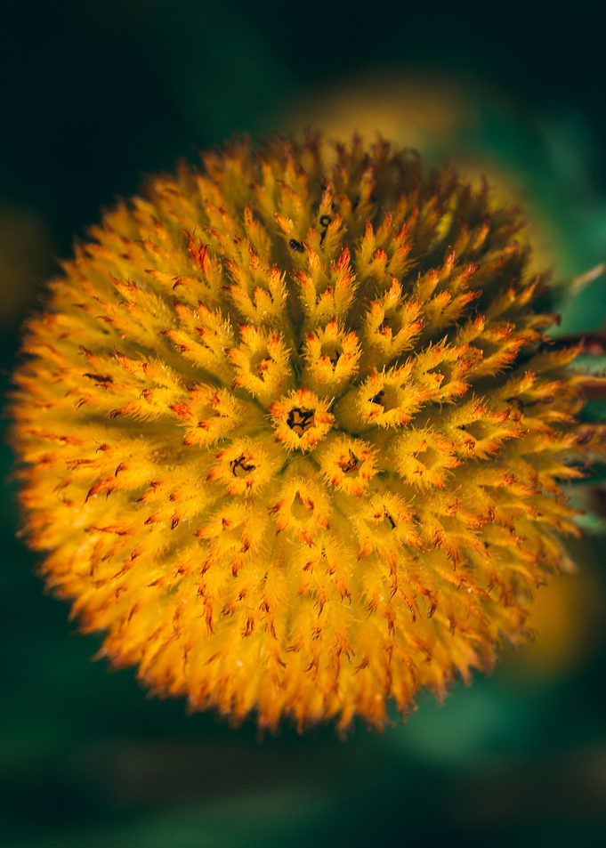 Macro flower photo