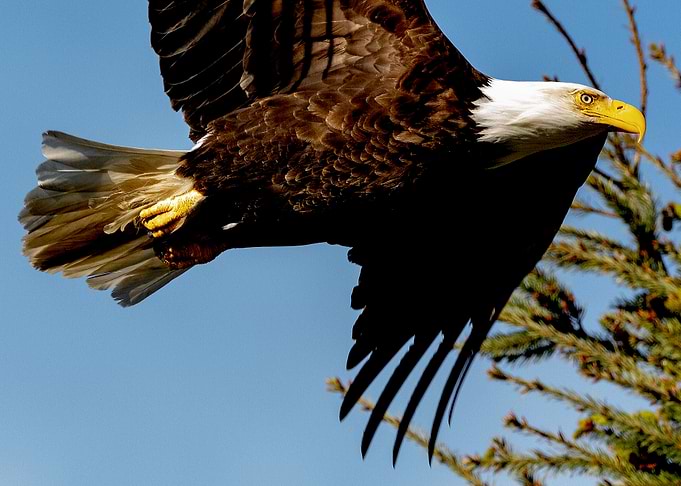 Bald Eagle Determination