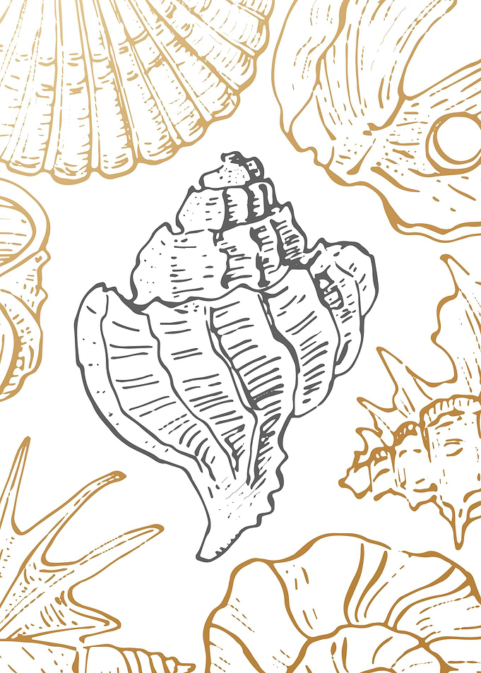 Sea shell