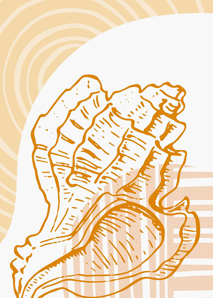 Sea shell