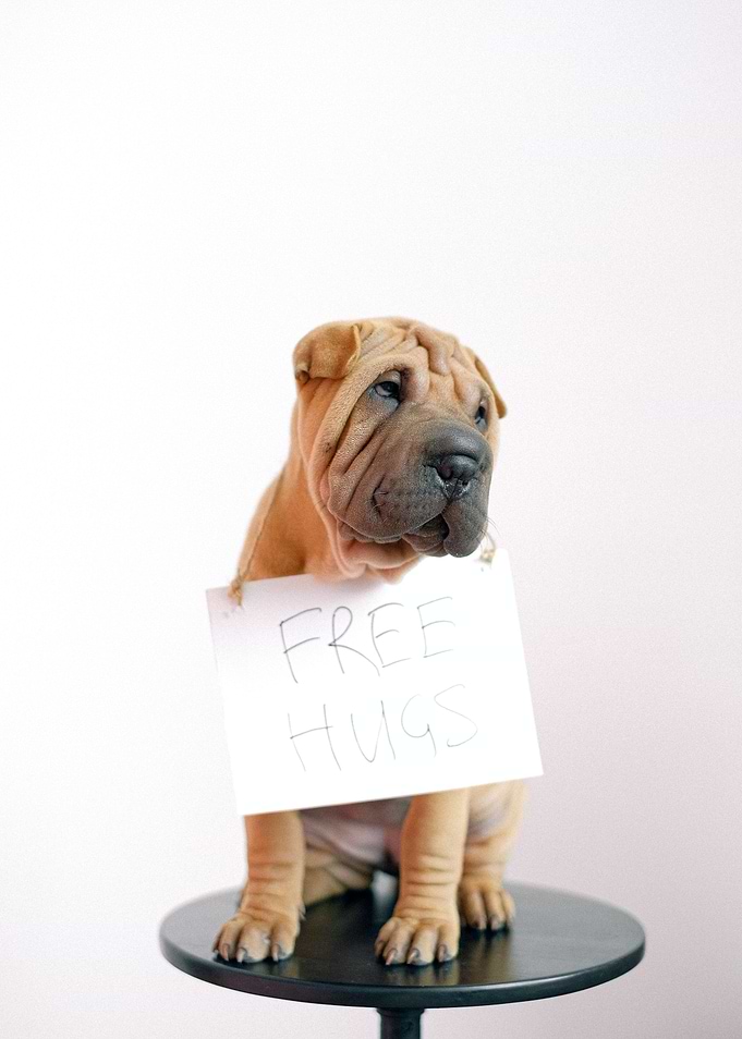 Cute Pup Free Hugs