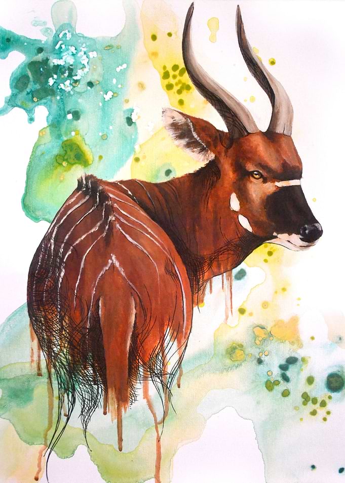 Bongo Antelope