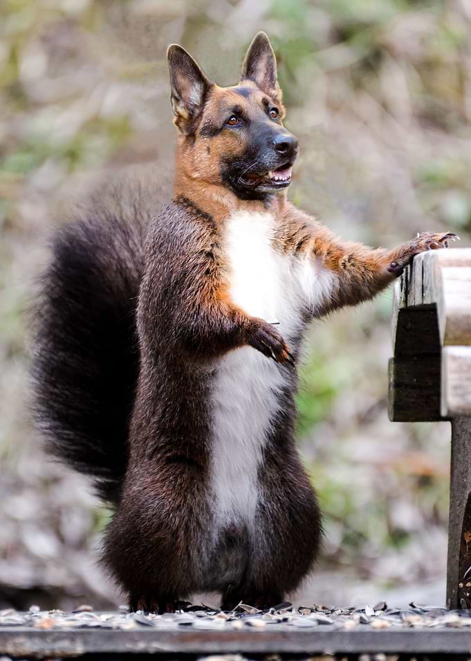 A Squidog
