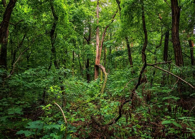 Lush Forest Wilderness