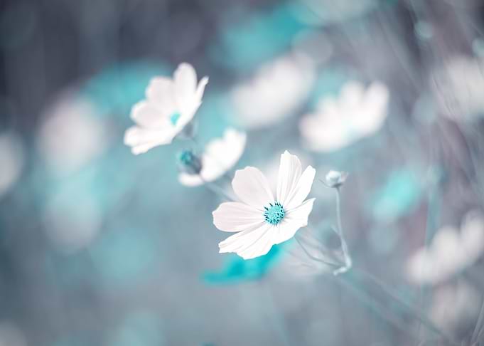 Blue flower meadows
