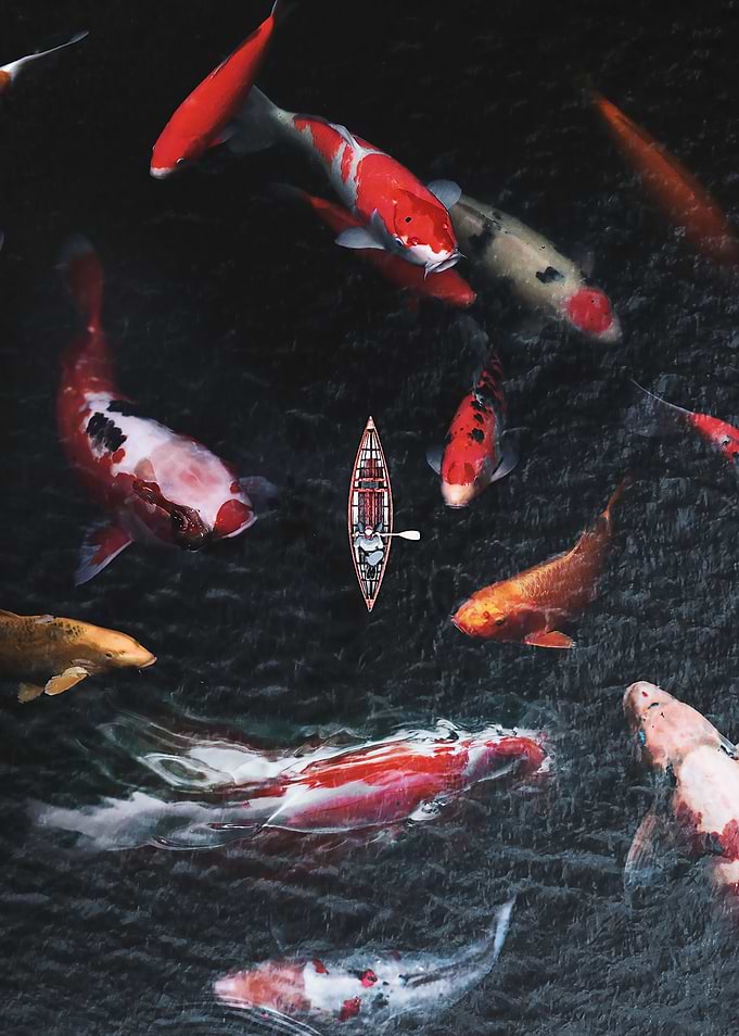 Magic Carps