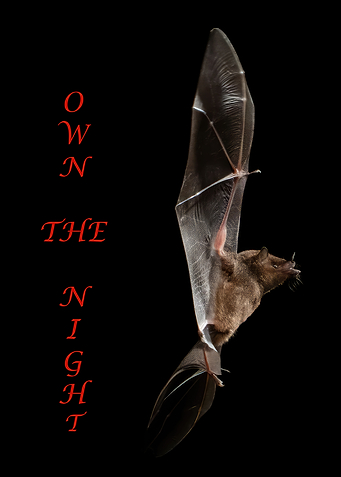 Own the Night