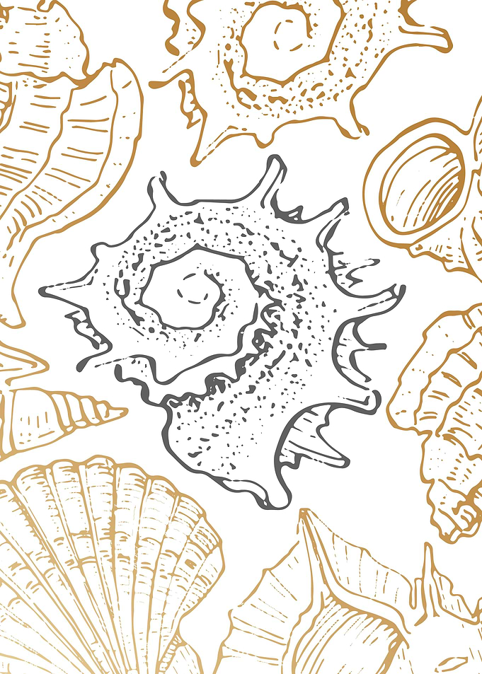 Sea shell