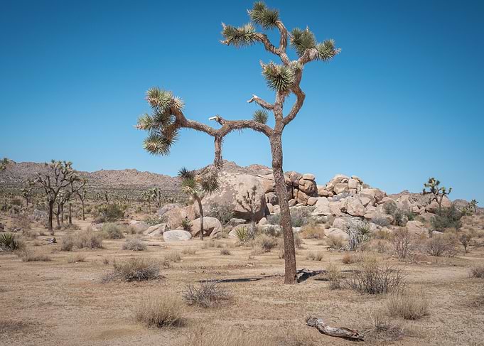 Joshua tree NP
