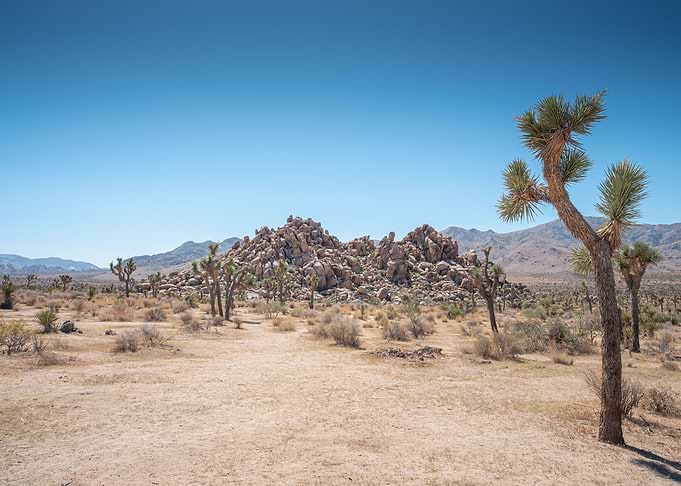 Joshua Tree NP