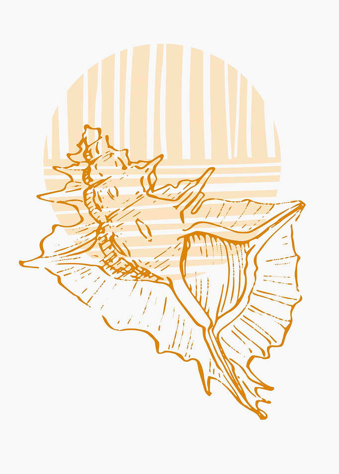 Sea shell