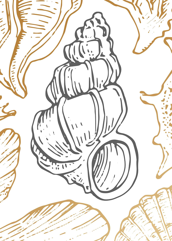 Sea shell