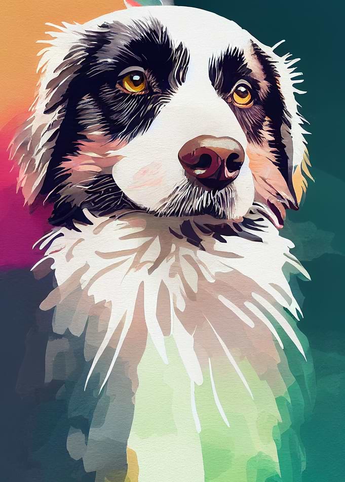 Border Collie 4