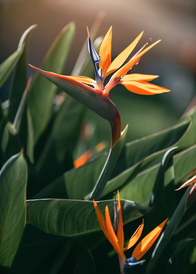 Strelitzia reginae, macro