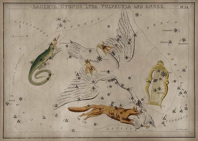 Lacerta Cygnus Lyra
