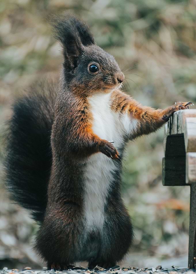 Squirrel portrait
