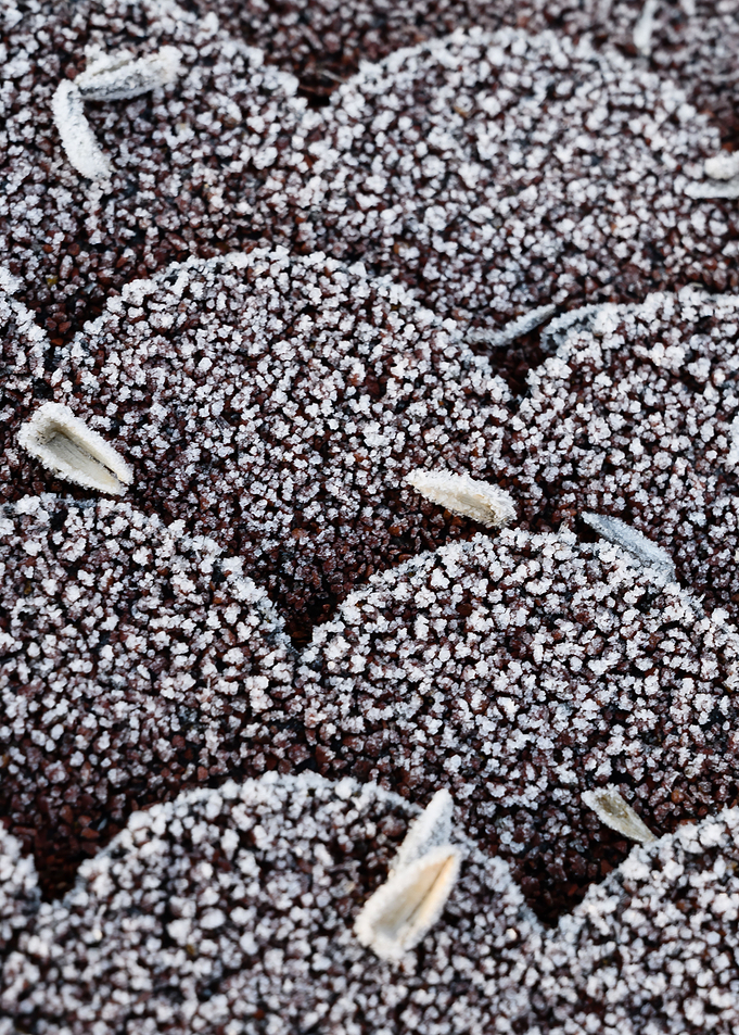 Frozen seeds on a roof