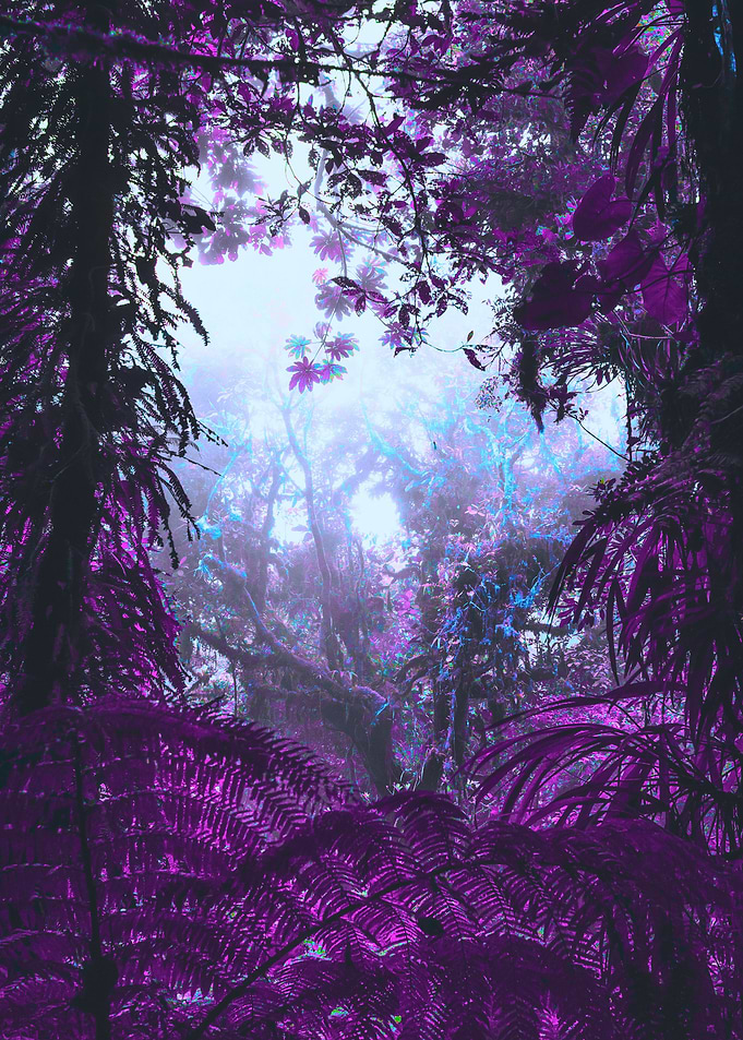 Juicy Rainforest