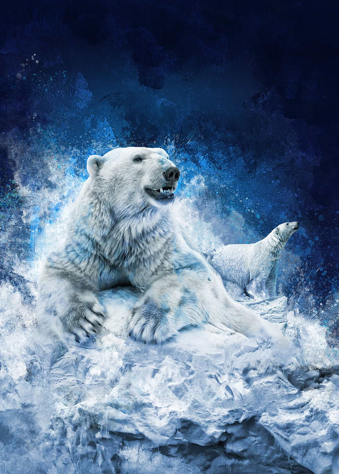 Polar Bears