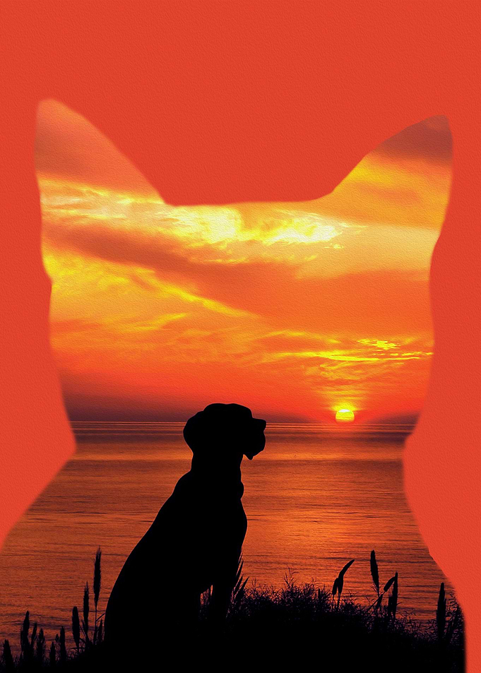 Cat and Contemplative Dog
