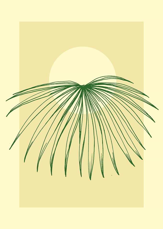 Tropical palm