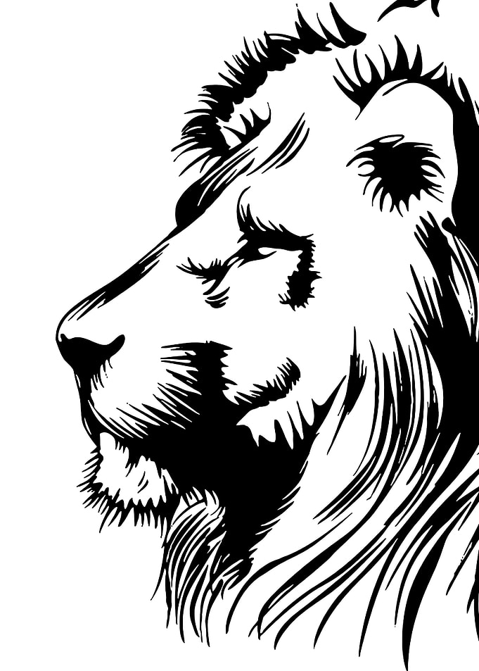 lion