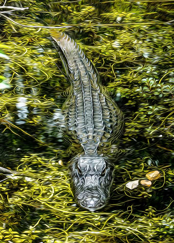 Alligator